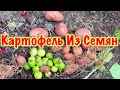 Выращивание Картофеля Из Семян 403 Дня Полный Цикл