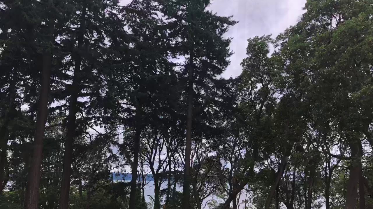 EAQ 2020: Lincoln Park