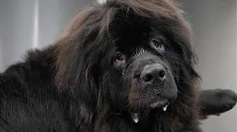 This Newfoundland Dog Was TOO Big For The Grooming Table...Literally.