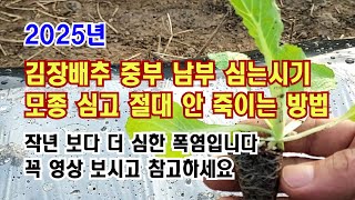 When to Plant Kimchi Cabbage in 2025 // Three Ways to Plant Seedlings Without Killing Them // Pla... When to Plant Kimchi Cabbage in 2025 // Three Ways to Plant Seedlings Without Killing Them // Pla...