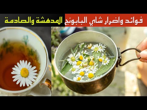 شاي البابونج 11 فائدة مذهلة للجسم و7 اضرار صادمة يجب أن تعرفها