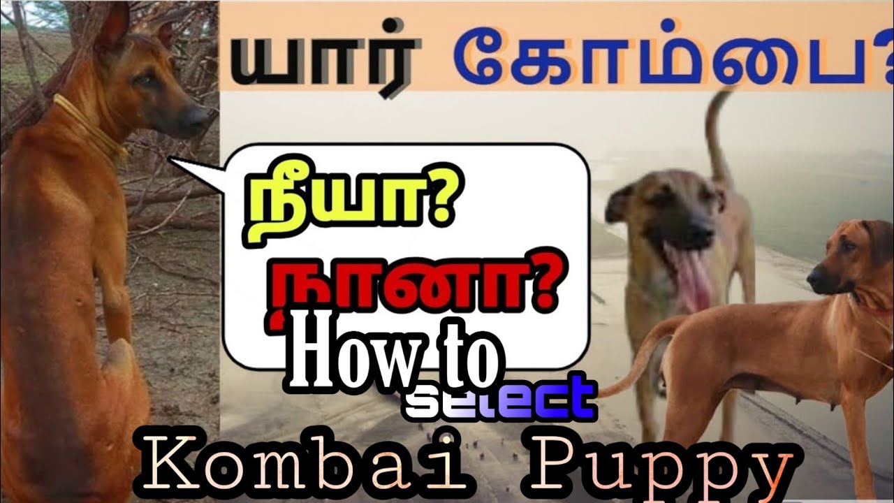 How to select pure Kombai dog and kombai puppy சுத்தமான கோம்பை நாய்
