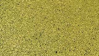 Duckweed IS For Ducks