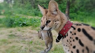 Serval caught a chipmunk!!! by Serval Shorts 4,982 views 2 years ago 4 minutes, 28 seconds