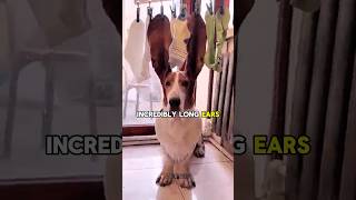 This Dog Has Unique Long Ears 🐕#shorts #pets #dogs