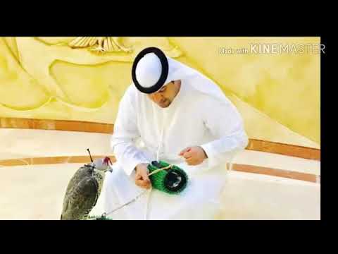 يامبرقع الطير 2