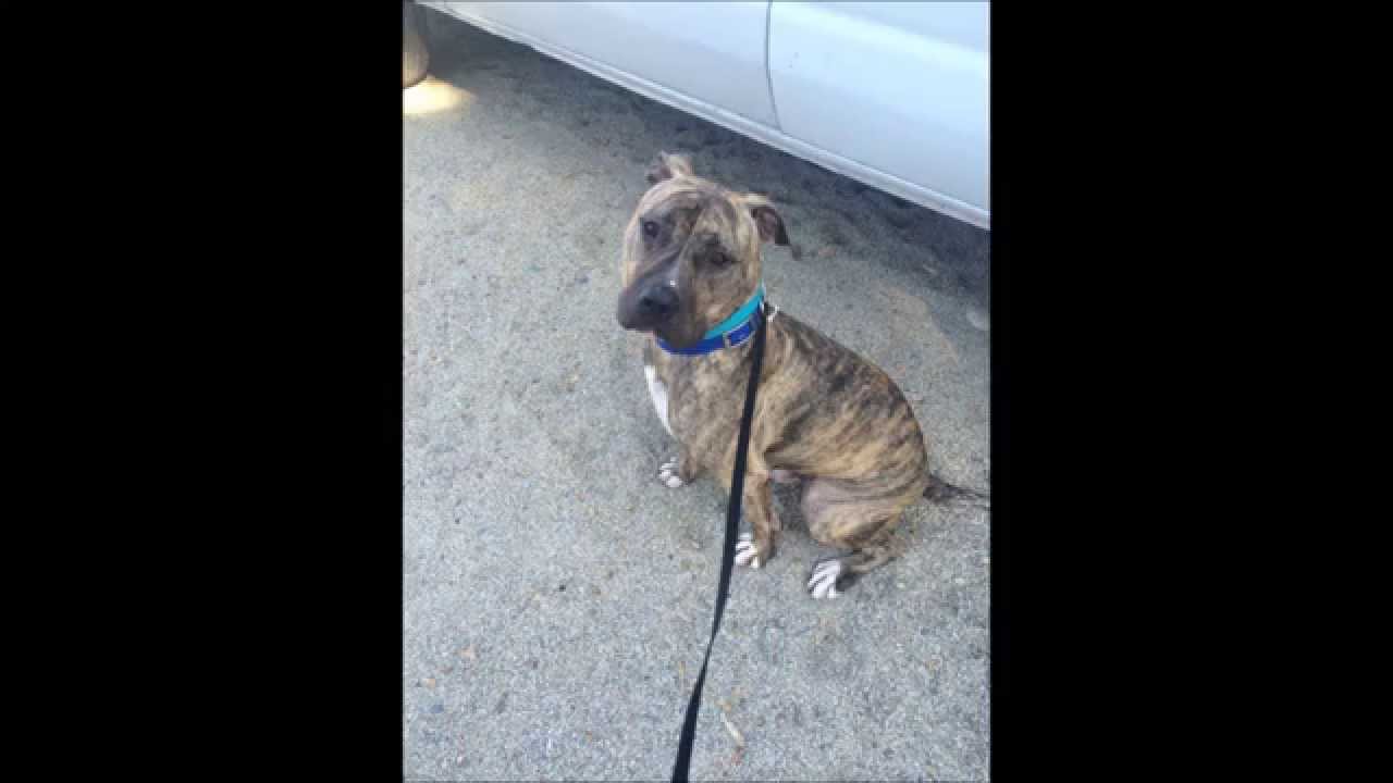 Adoptable Hank, It's the pits dog rescue, San Diego CA YouTube