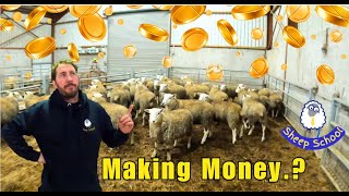 Farming Profits  More Money Per Lamb