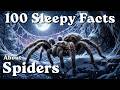 100 Sleepy Facts About Spiders to Fall Asleep To — No Adverts