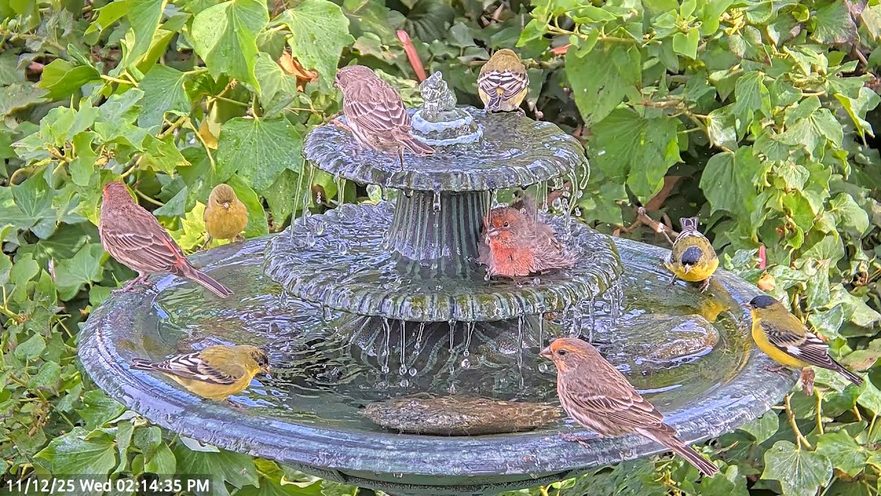 Pretty Birds Splashing and Sipping at the Water Fountain