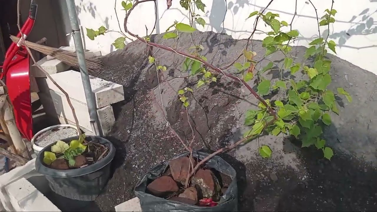 KONDISI BERBAGAI ANGGUR ROOTSTOCK KITA SETELAH DI GEMPUR HUJAN DAYA TAHAN OKE. IAC 572 BERBUNGA