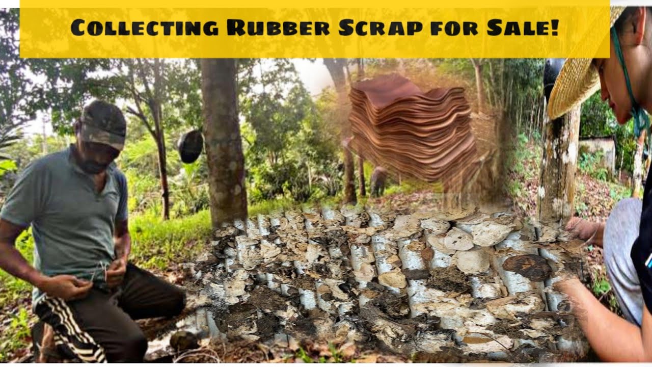 Collecting Rubber Scrap for Sale, Rubber Rate Village Life Episode 3