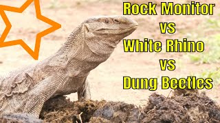 MIND-BLOWING Video of Rock Monitor vs White Rhino vs Dung Beetles