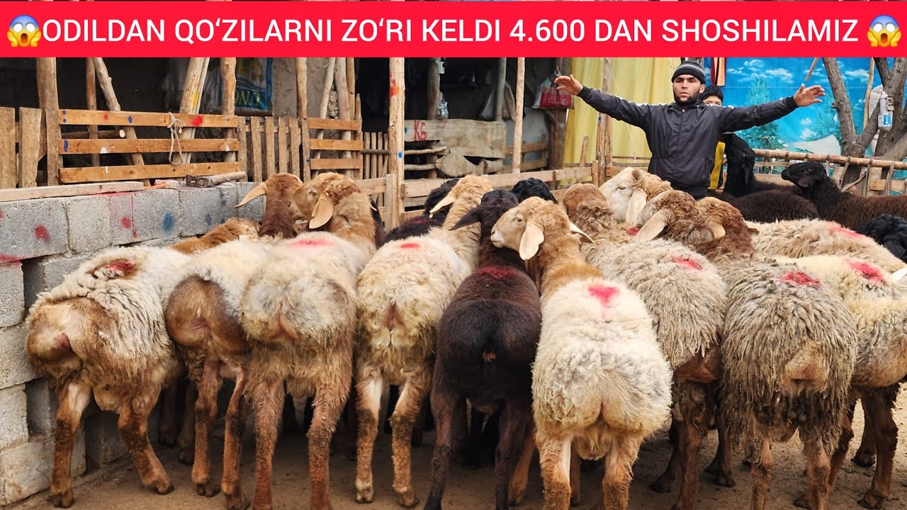 ODIL BEK  DAN QIRG'IZISTON NASILDOR QO‘CHQORLARI 4600 DAN SHOSHILAMIZ 