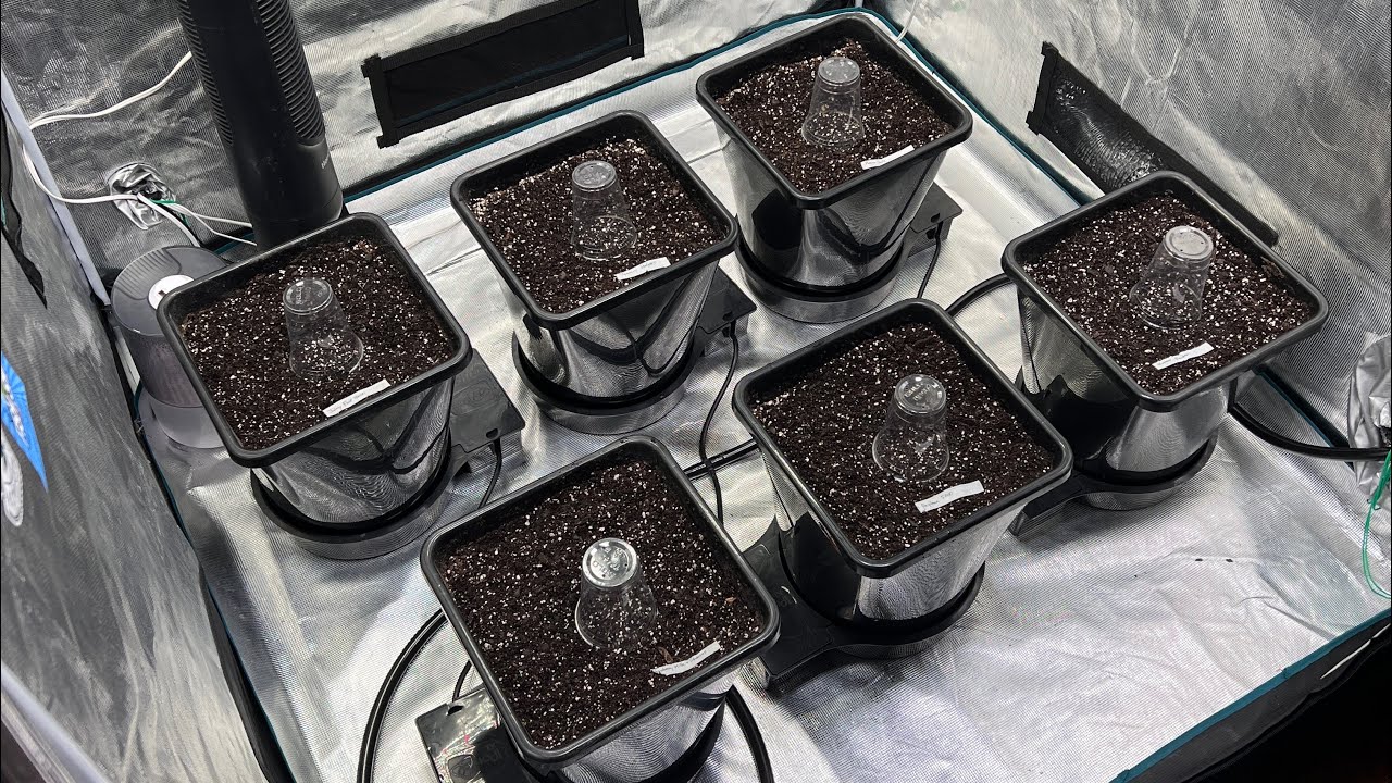 Autoflowers in Autopots!