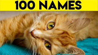 Ginger Cat Names  100+ Names For Your Orange Cat