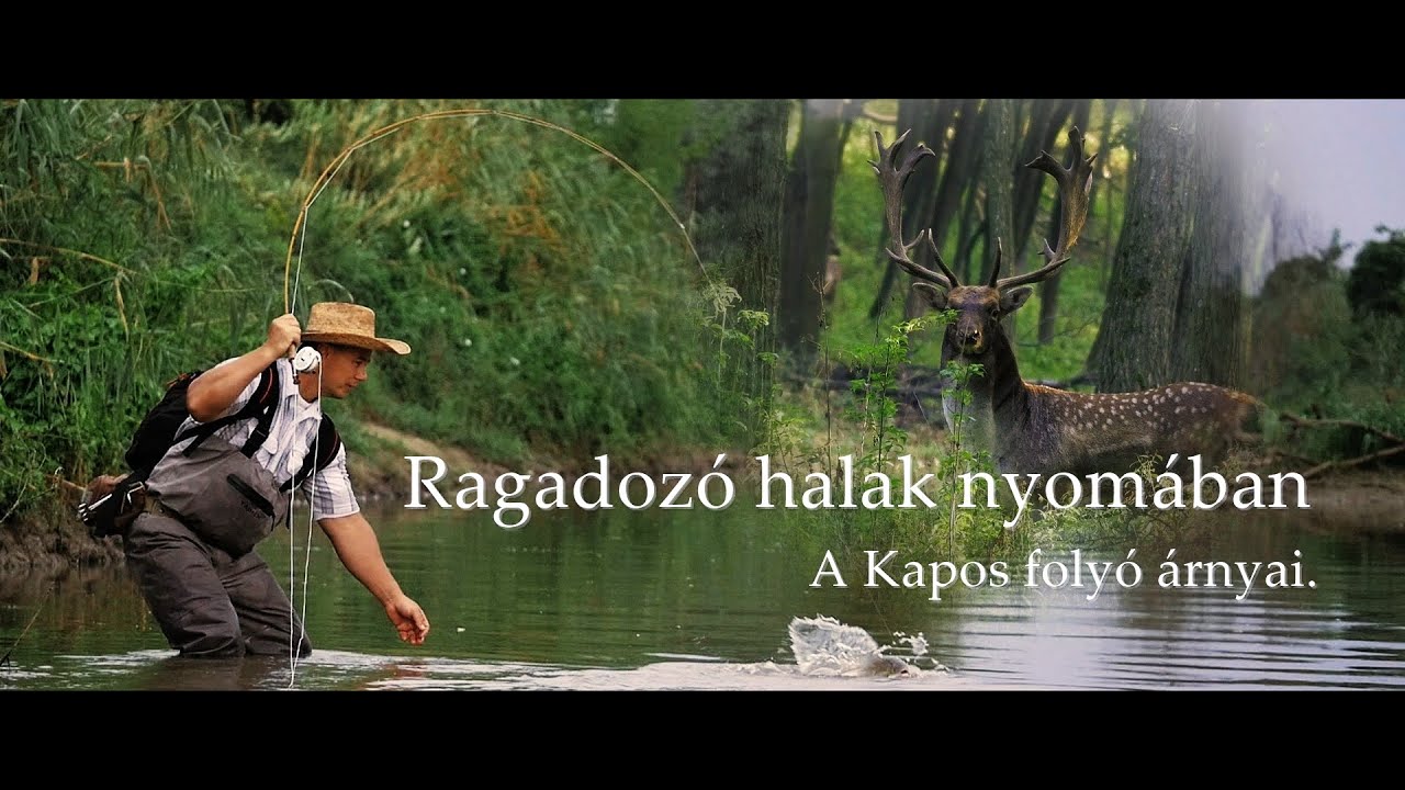 Ragadozó halak nyomában (A Kapos folyó árnyai) Following predatory fish: Shadows of the Kapos river 
