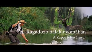 Play video: Ragadozó halak nyomában (A Kapos folyó árnyai) Following predatory fish: Shadows of the Kapos river 