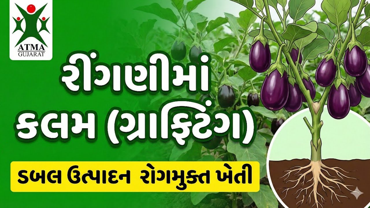 રીંગણીમાં કલમ (ગ્રાફ્ટિંગ) ડબલ ઉત્પાદન રોગમુક્ત ખેતી 