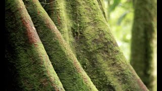 Friends Of The Rainforests Grant Program