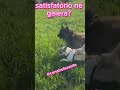 Cachorros brincando na grama 🤪#shorts