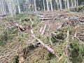 Как исчезает лес в Карпатах
