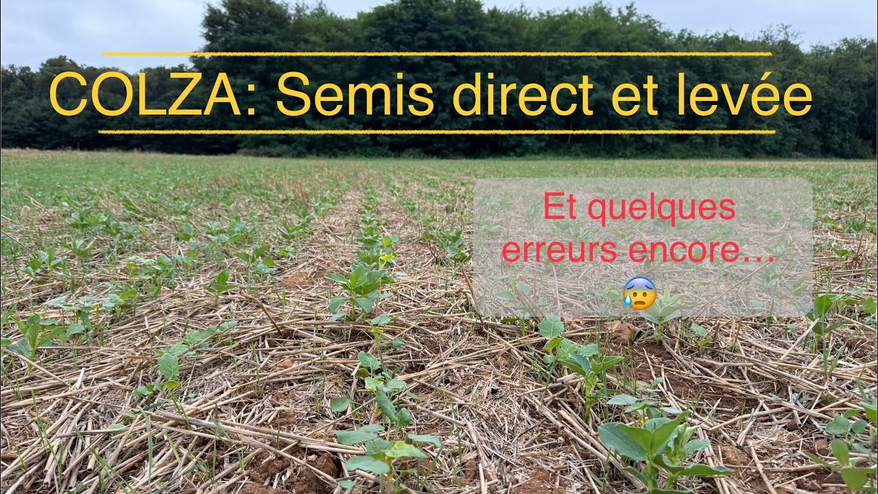 Colza Semis Direct: Semis et levée