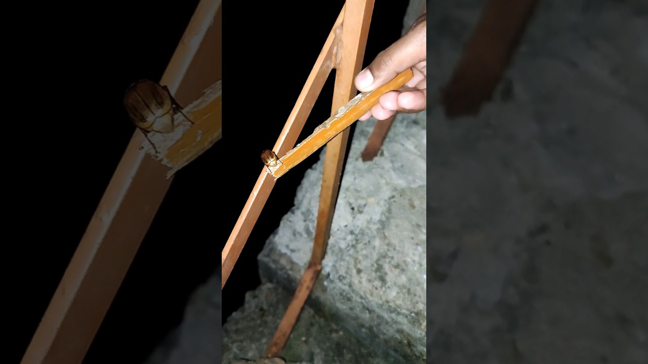 The clumsy June bug | Moving away the golden beetle 