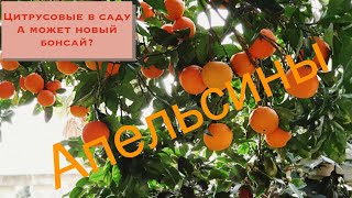 Бонсай из апельсина(Citrus sinensis). Возможно ли сделать бонсай из цитрусовых? Будет ли это бонсай?