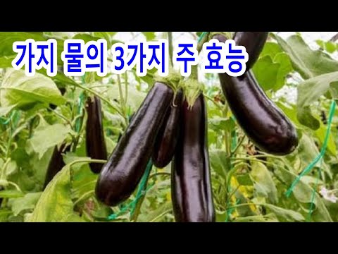 <strong>가지</strong> 물의 3가지 주 <strong>효능</strong>