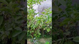 small birds on my Gauva plant ##short plz subcribe 🫠