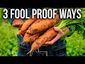 From seed to harvest 3 gamechanging carrot growing strategies