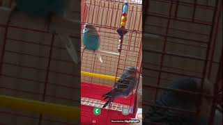 Turkcell dergilikten Dergi indir haftalık 1 GB kazan screenshot 5