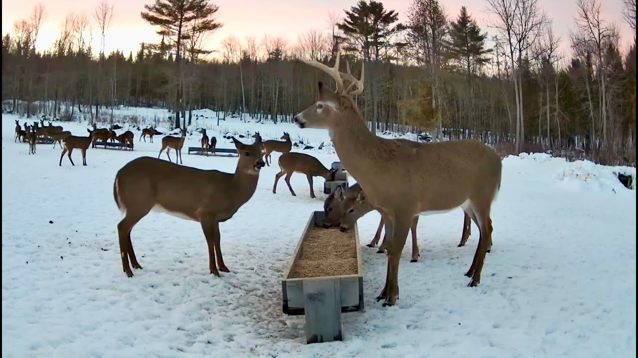 Brownville's Food Pantry For Deer "Trail View"
