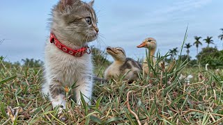 Surprise.The kitten took the duck to find the treasure! The treasure is filled with water. So cute