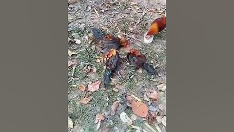 ต่วไก่ป่าได้3 ตัว dib qaib qus tuaj zoo heev li