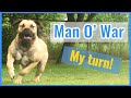 Boerboel Training & how we live with our dogs | Man O' War Training