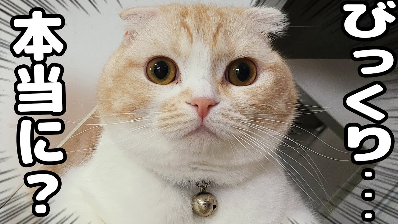 When I got home, the cat and dog were surprised - YouTube