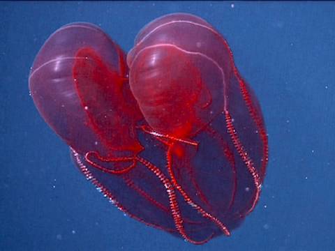 Bloodybelly Comb Jelly
