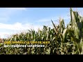 Análisis del cultivo de maíz con imágenes satelitales - TvAgro por Juan Gonzalo Angel