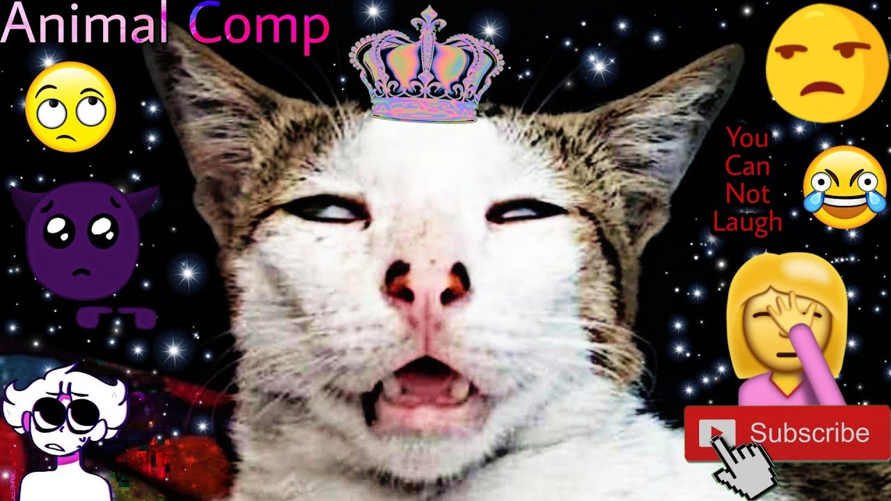 Funny Cat Videos - Funny And Lovely Cat Videos 2021 🤣 - #173 | Animal ...