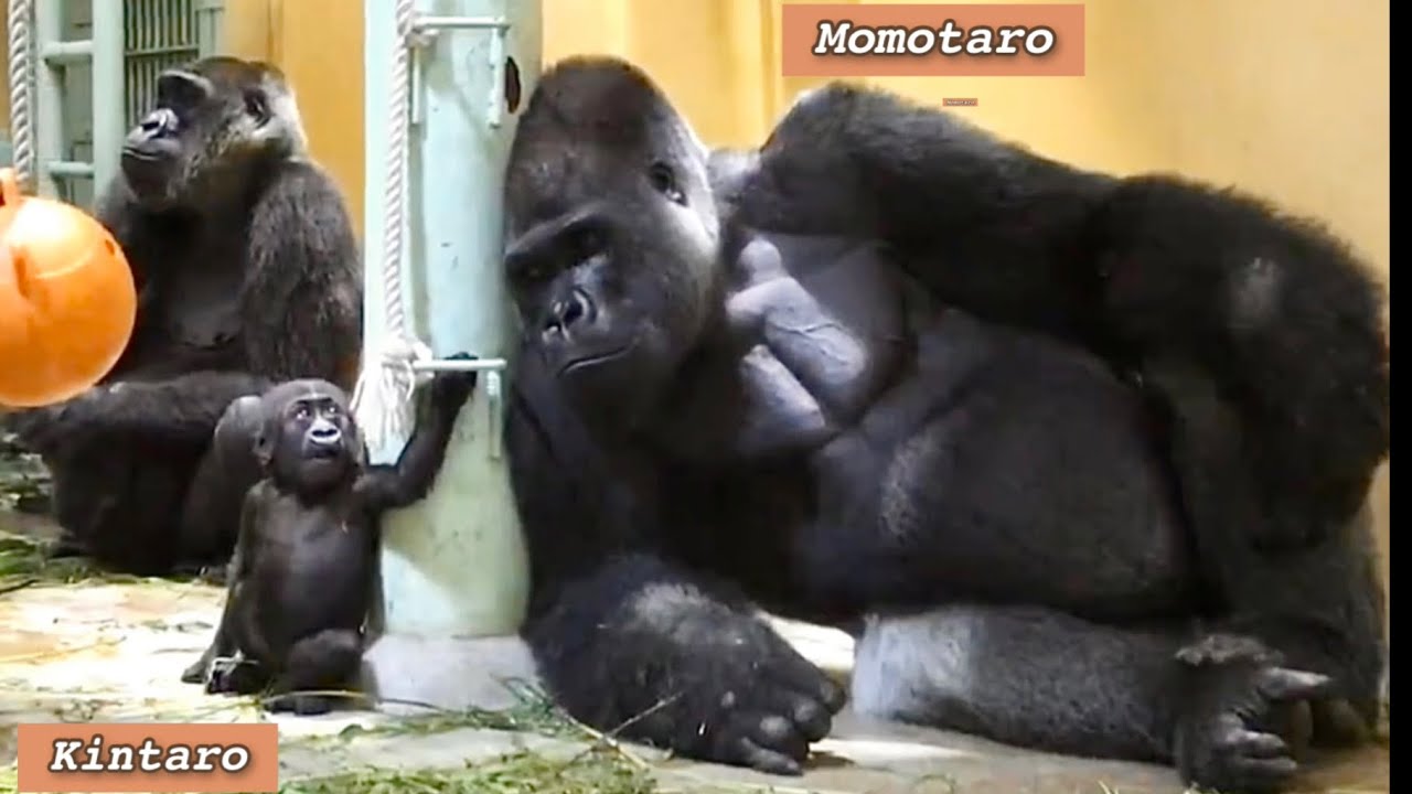 ２児の父モモタロウ！育メンへの道 ⭐️ゴリラ Gorilla【京都市動物園】The road to becoming a good father.