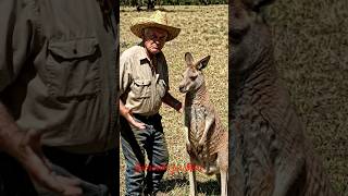 AUSTRALIA | KANGAROO INVESTIGATION #kangaroo #australia #skippy #shorts #viral #animals #nature