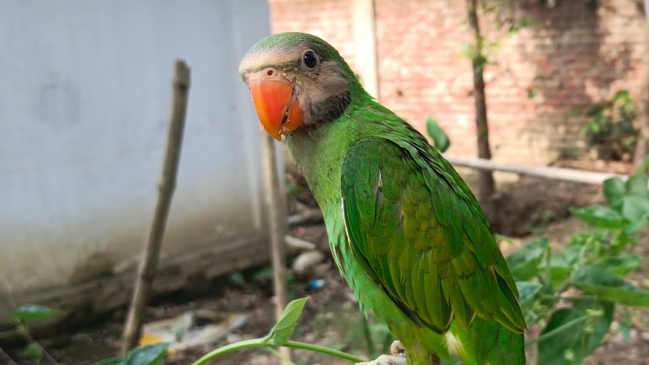 A smart talking parrot is eating Jackfruit. YouTube