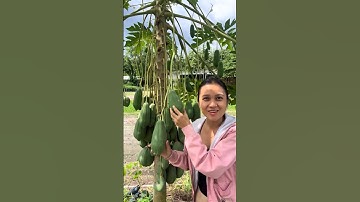 Độc lạ cây đu đủ đực nhiều quà nhất em từng thấy