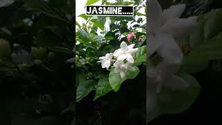 Beautiful Jasmine  Beautiful Flowers