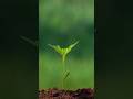 Plant Your Own Seed #motivation #plants #original #identity #success #win #show #talent #ytshorts