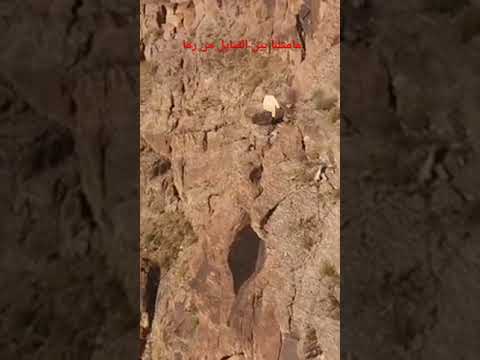 قناص اليمن مانرمي الا القلب ولا الجمجمه ابوالمنتصرمحمدمصلح الواقدي