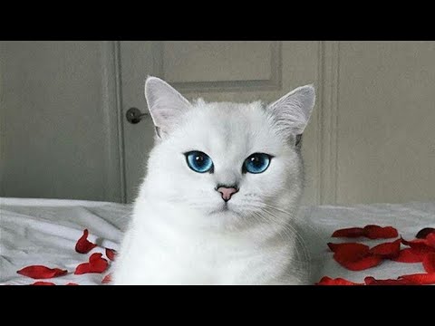 Kedinizi Cildirtin Gercek Kedi Sesi Orjinal Yavru Pisik Cat Sound Youtube