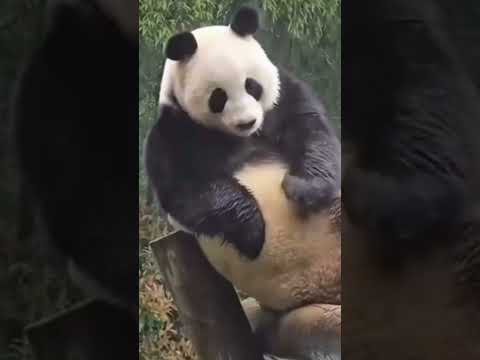 پاندا محبوب ودوست داشتنی   وحش نما پاندا